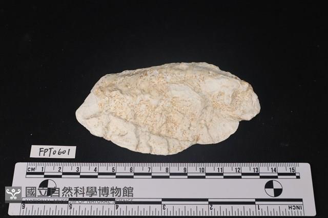 貝殼藏品圖，第1張