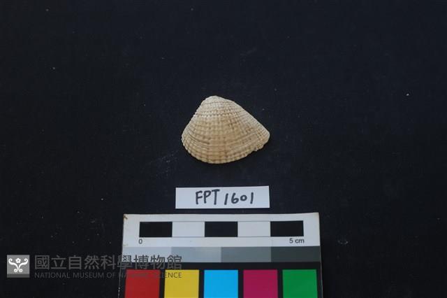 貝殼藏品圖，第1張