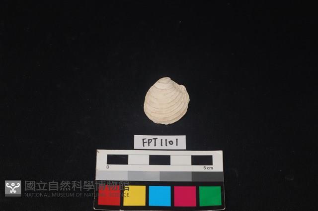貝殼藏品圖，第1張