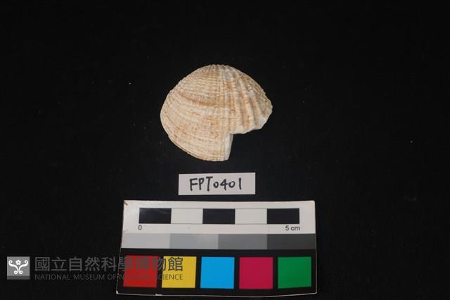 貝殼藏品圖，第1張