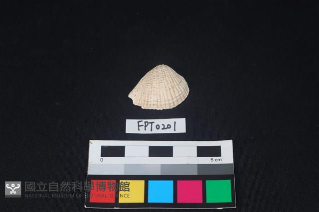 貝殼藏品圖，第1張