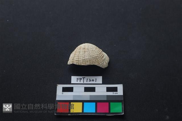 貝殼藏品圖，第1張