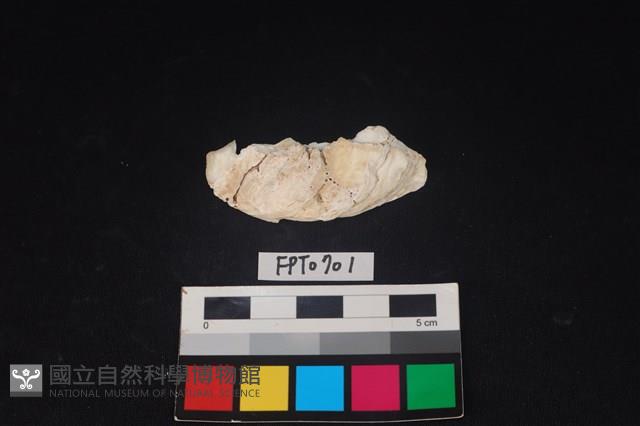 貝殼藏品圖，第1張
