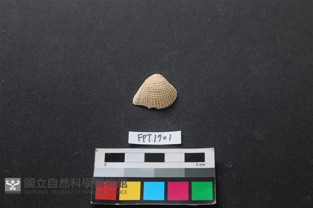 貝殼藏品圖，第1張