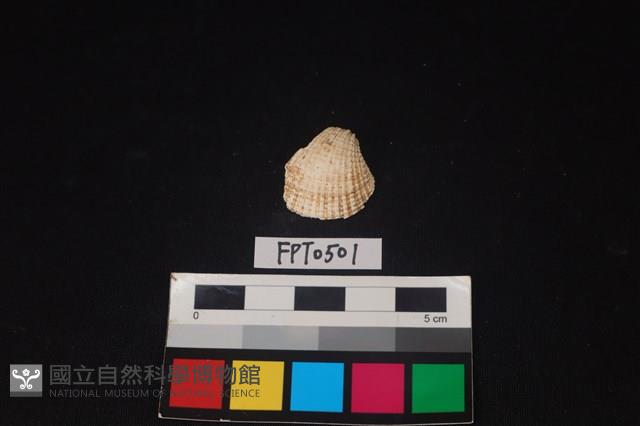 貝殼藏品圖，第1張