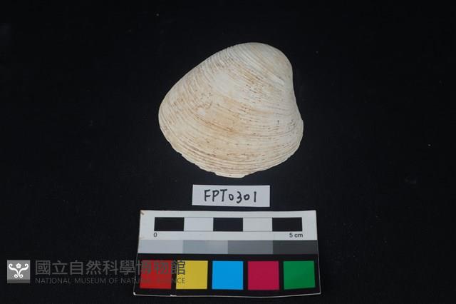 貝殼藏品圖，第1張