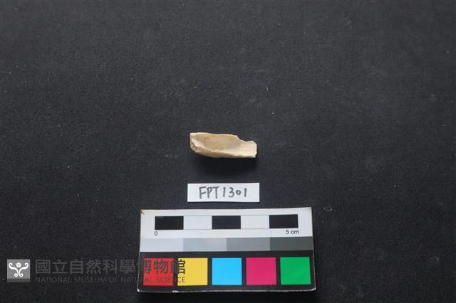 貝殼藏品圖，第1張