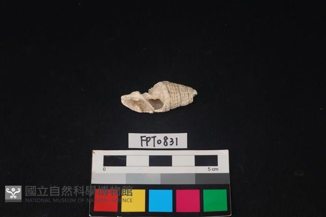 貝殼藏品圖，第1張