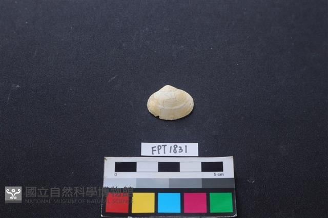 貝殼藏品圖，第1張