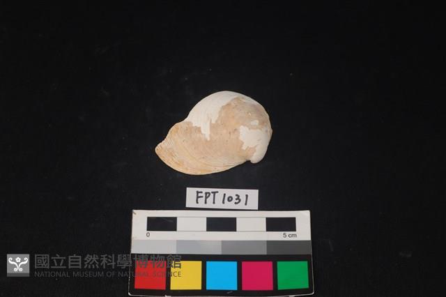 貝殼藏品圖，第1張