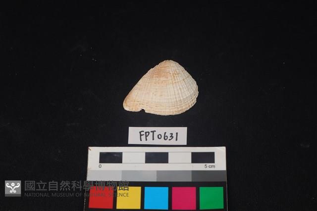 貝殼藏品圖，第1張