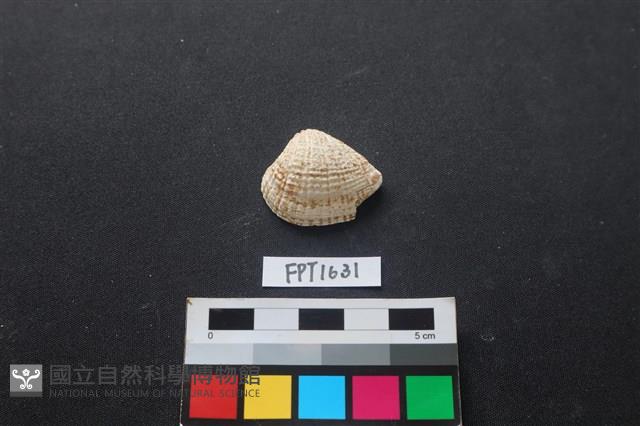 貝殼藏品圖，第1張