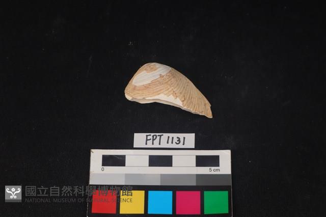 貝殼藏品圖，第1張