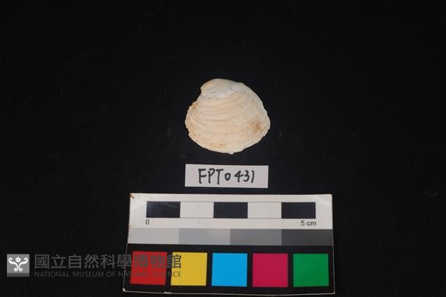貝殼藏品圖，第1張