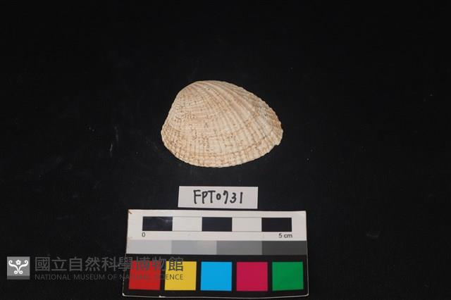 貝殼藏品圖，第1張