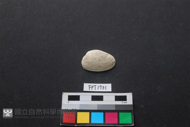 貝殼藏品圖，第1張
