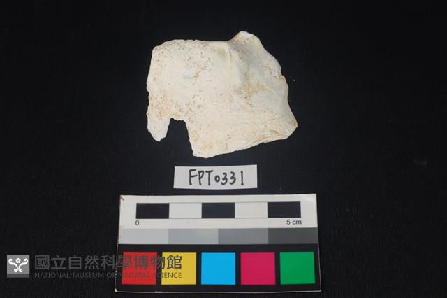 貝殼藏品圖，第1張