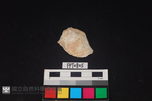 貝殼藏品圖，第1張