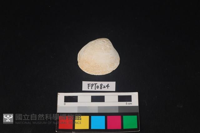 貝殼藏品圖，第1張