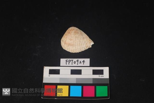 貝殼藏品圖，第1張