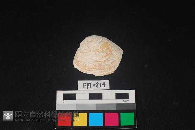 貝殼藏品圖，第1張