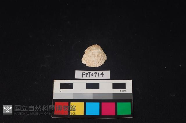 貝殼藏品圖，第1張