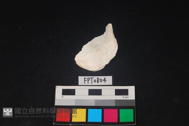 貝殼藏品圖，第1張