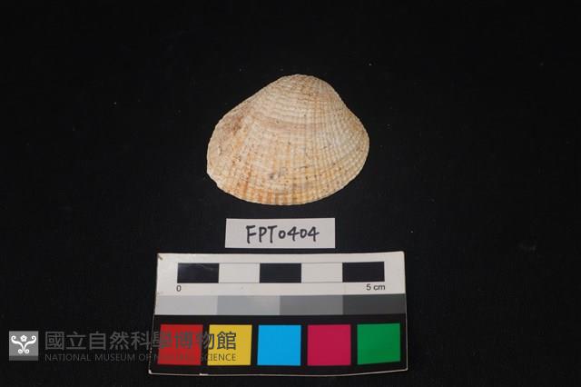 貝殼藏品圖，第1張