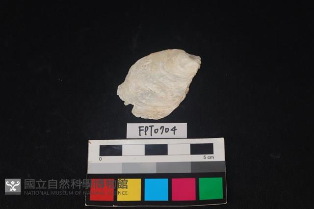 貝殼藏品圖，第1張
