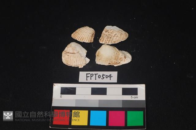 貝殼藏品圖，第1張