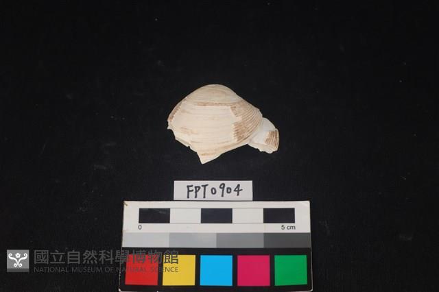 貝殼藏品圖，第1張