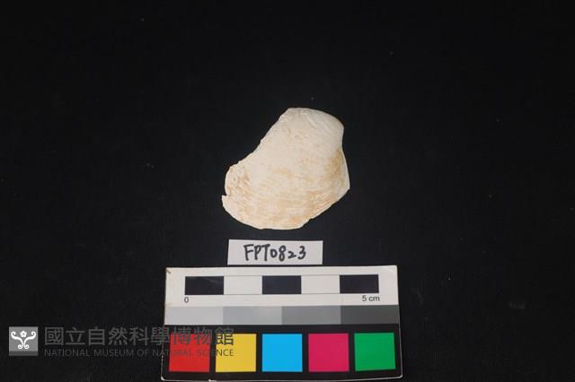 貝殼藏品圖，第1張