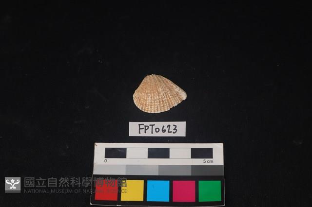 貝殼藏品圖，第1張