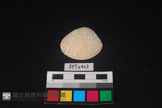 貝殼藏品圖，第1張