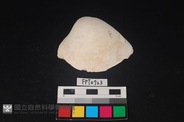 貝殼藏品圖，第1張