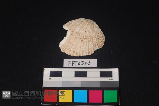 貝殼藏品圖，第1張