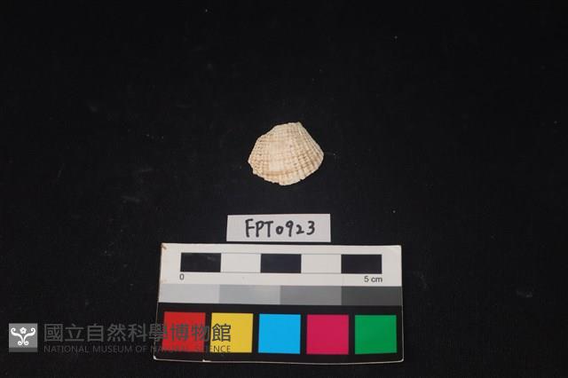貝殼藏品圖，第1張