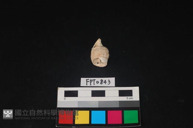 貝殼藏品圖，第1張