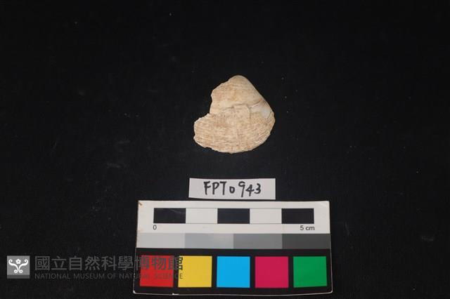 貝殼藏品圖，第1張