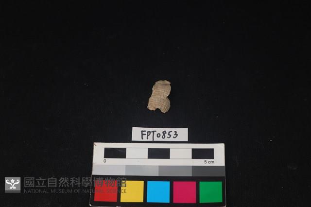 貝殼藏品圖，第1張