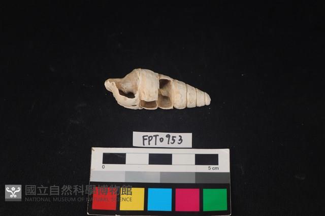 貝殼藏品圖，第1張