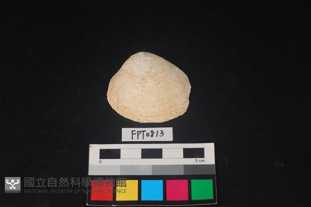 貝殼藏品圖，第1張