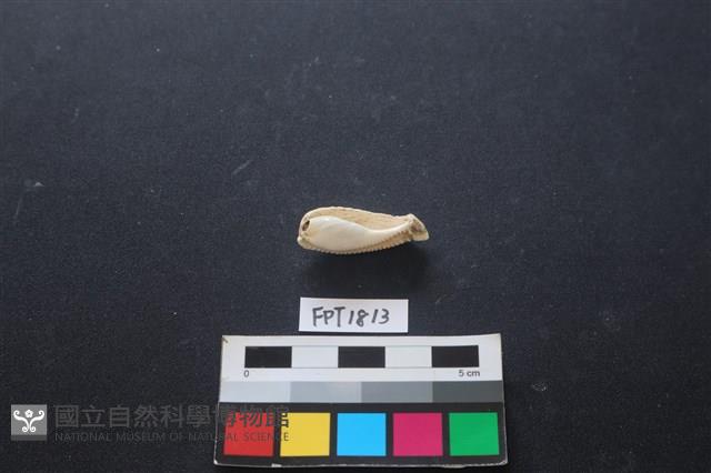 貝殼藏品圖，第1張