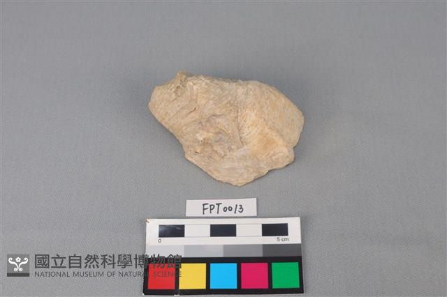 貝殼藏品圖，第1張