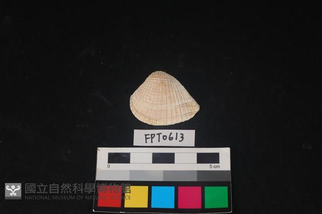 貝殼藏品圖，第1張