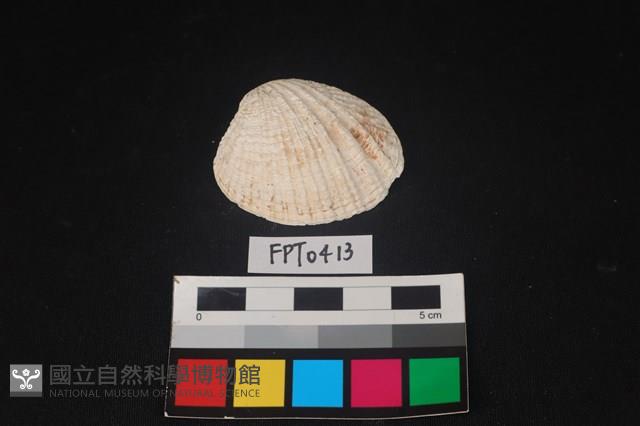 貝殼藏品圖，第1張