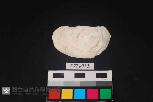 貝殼藏品圖，第1張