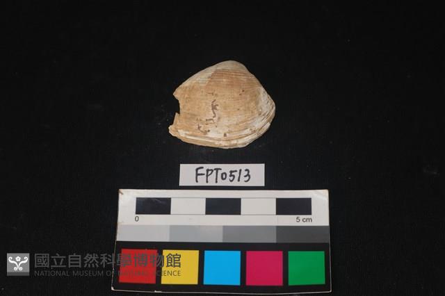 貝殼藏品圖，第1張