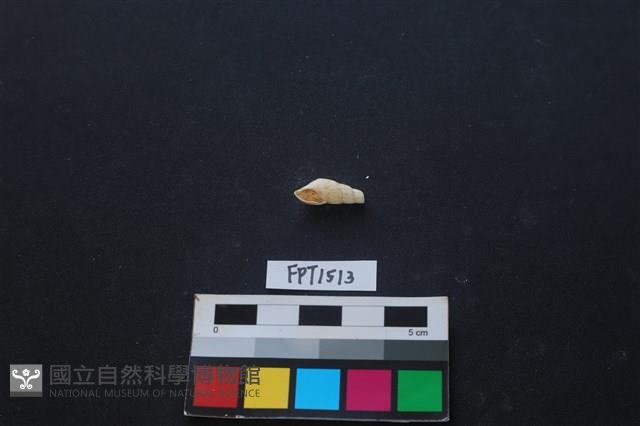 貝殼藏品圖，第1張