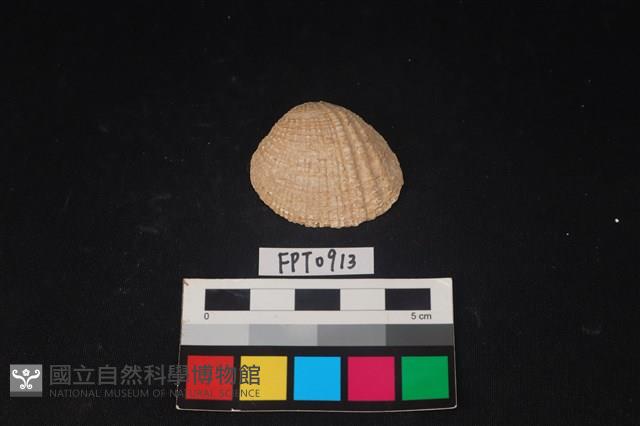 貝殼藏品圖，第1張
